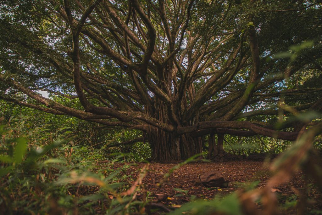 Ancient